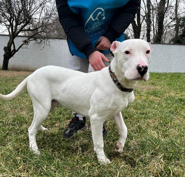 Albino Dogo Argentino